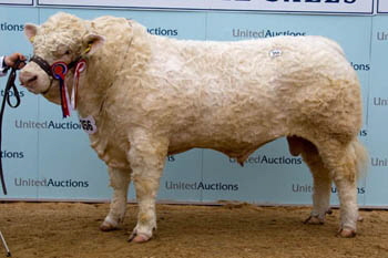 Påvirke Retningslinier luge Newhouse Pedigrees - Charolais, Red Limousin, Black Limousin - Dam Lines