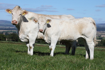 Newhouse Tora with calf Newhouse Flora