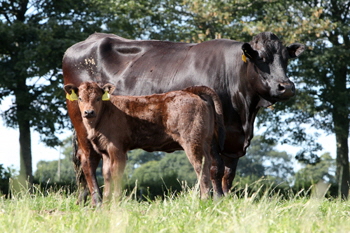 Newhouse Black Tammy with calf Newhouse Black Flojo