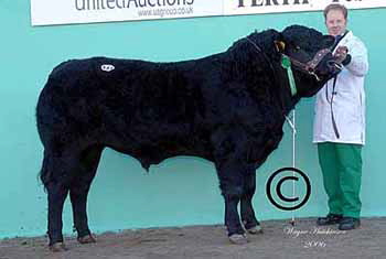 Newhouse Black Angus