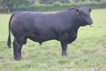 Hudscales Bigboy