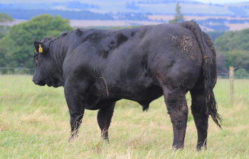 Hudscales Bigboy