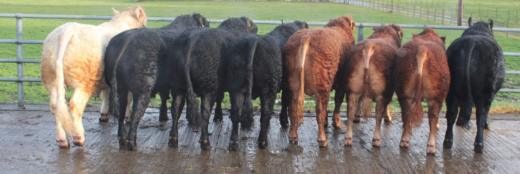 bulls