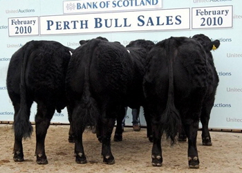 Newhouse Black Limousin Bulls Newhouse Black Limousin Bulls