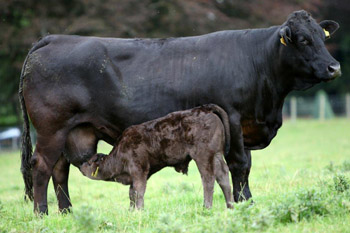 Newhouse Black Tammy with calf Newhouse Black Flojo