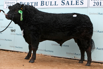 Newhouse Black Fullback Newhouse Black Fullback